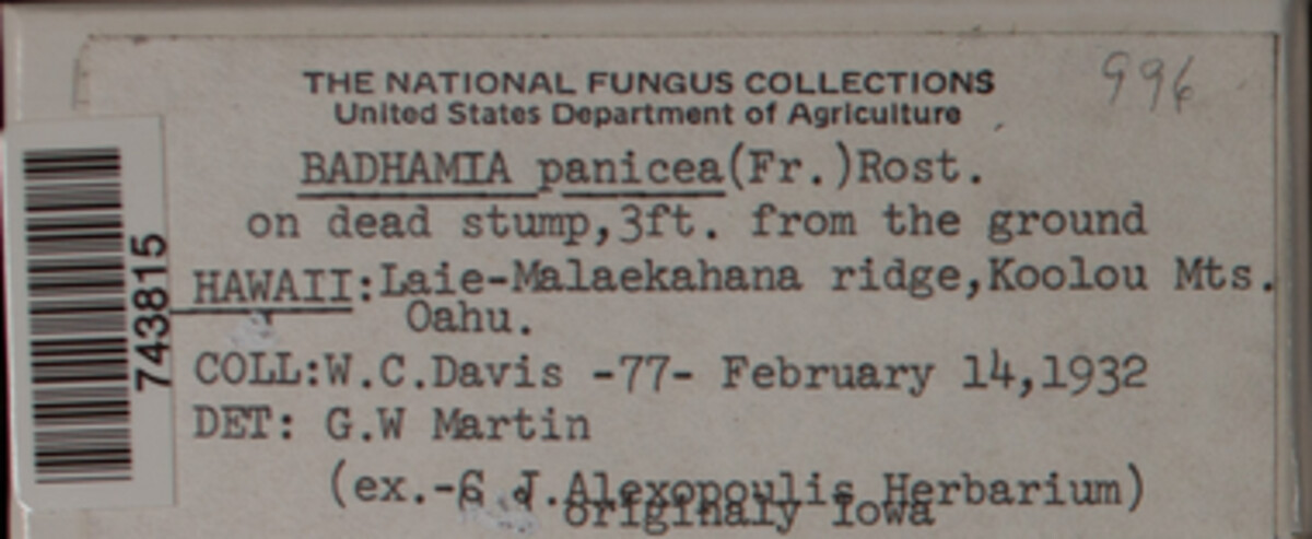 Badhamia panicea image